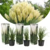 Cortaderia Selloana - Set De 3 - La Pampa - Blanc - Pot 9cm - Hauteur 25-40cm -Vert Jolie Soldes Boutique 6426d36bd0a813.18854186