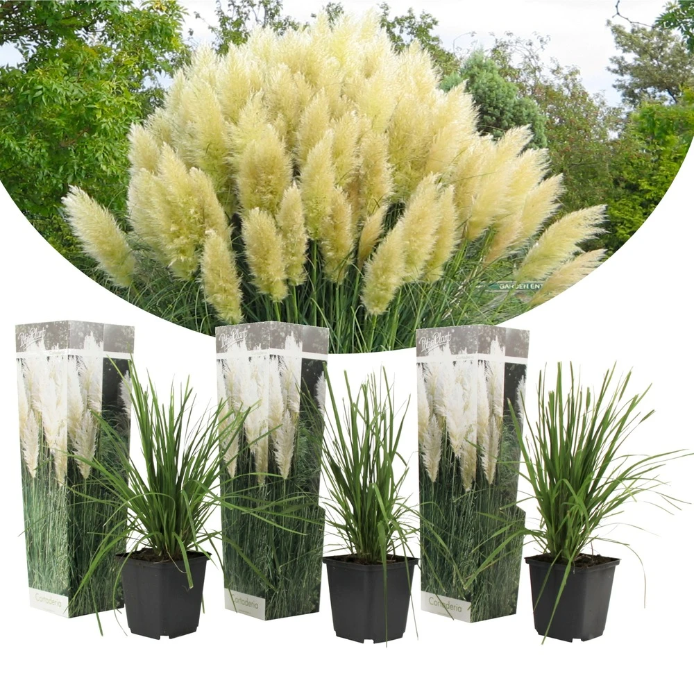 Cortaderia Selloana - Set De 3 - La Pampa - Blanc - Pot 9cm - Hauteur 25-40cm 2 Cortaderia Selloana - Set De 3 - La Pampa - Blanc - Pot 9cm - Hauteur 25-40cm