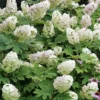 Hortensia à Feuilles De Chêne Ou Hydrangea Quercifolia -Vert Jolie Soldes Boutique 6426d36f3fb197.35240617