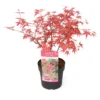 Acer Palmatum 'beni Maiko' - érable Du Japon - Pot 19cm - Hauteur 60-70cm -Vert Jolie Soldes Boutique 6426d375d96087.09576645