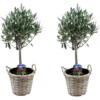 Olea Europaea - Set De 2 - D'olivier Dans Un Panier - Pot 14cm - Hauteur 45-55cm -Vert Jolie Soldes Boutique 6426d381ab70a8.82908966