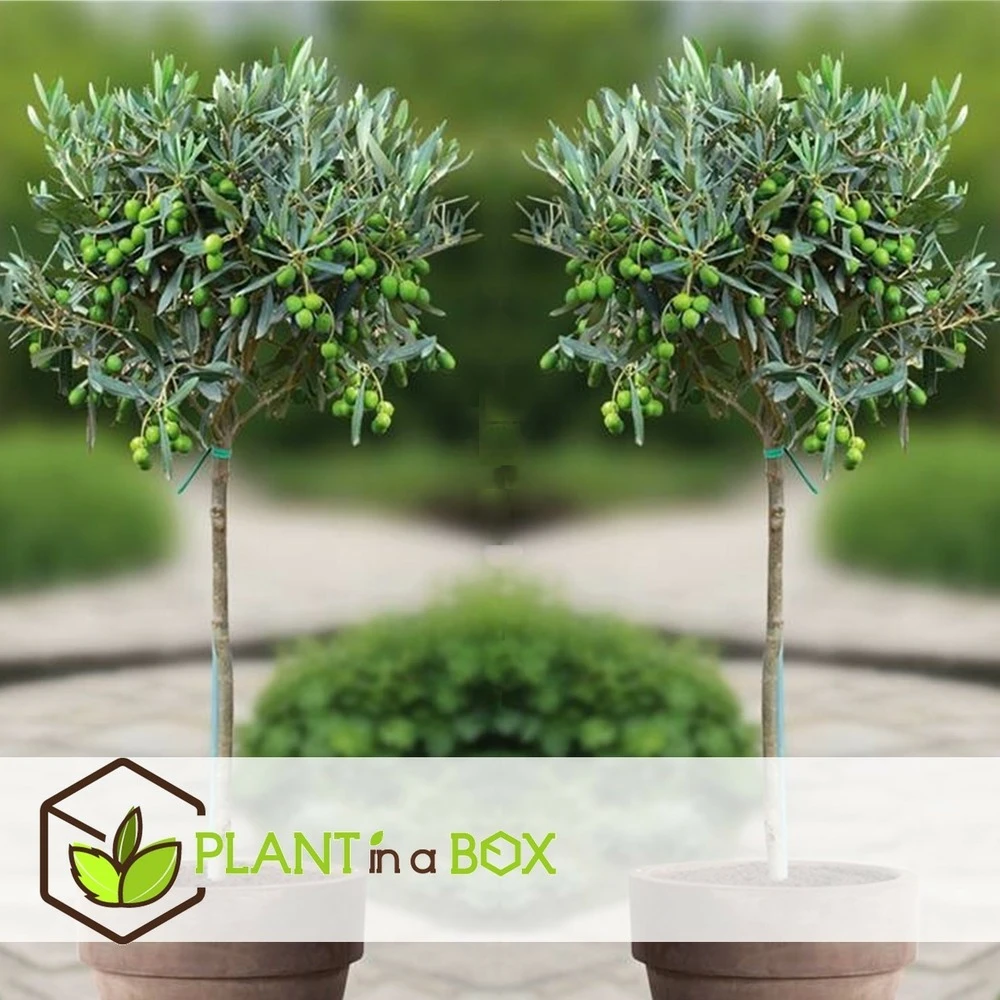 Olea Europaea - Set De 2 - D'olivier Dans Un Panier - Pot 14cm - Hauteur 45-55cm 6 Olea Europaea - Set De 2 - D'olivier Dans Un Panier - Pot 14cm - Hauteur 45-55cm – Image 4