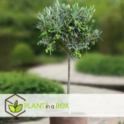 Olea Europaea - Olivier Sur Tige - Set De 2 - Pot 19cm - Hauteur 80-90cm -Vert Jolie Soldes Boutique 6426d3825e57d0.88982353