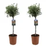 Olea Europaea - Olivier Sur Tige - Set De 2 - Pot 19cm - Hauteur 80-90cm -Vert Jolie Soldes Boutique 6426d38265dcf0.74765291