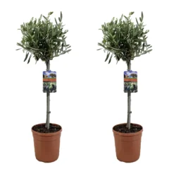 Olea Europaea - Olivier Sur Tige - Set De 2 - Pot 19cm - Hauteur 80-90cm