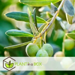 Olea Europaea - Olivier Rustique Sur Tige - Pot 21cm - Hauteur 90-100cm -Vert Jolie Soldes Boutique 6426d382deb009.92100906