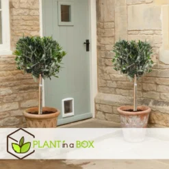 Olea Europaea - Olivier Rustique Sur Tige - Pot 21cm - Hauteur 90-100cm -Vert Jolie Soldes Boutique 6426d382e2f8e4.26607915