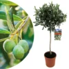Olea Europaea - Olivier Rustique Sur Tige - Pot 21cm - Hauteur 90-100cm 2 Olea Europaea - Olivier Rustique Sur Tige - Pot 21cm - Hauteur 90-100cm -Vert Jolie Soldes Boutique 6426d382e6c367.33537789