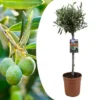 Olea Europaea - Olivier Rustique Sur Tige - Pot 19cm - Hauteur 80-90cm -Vert Jolie Soldes Boutique 6426d383786218.20141647