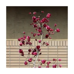 Magnolia De Chine, Magnolia De Soulange Soulangiana Genie/godet - 5/20 Cm -Vert Jolie Soldes Boutique 644c6230015e95.63252163