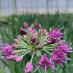 Allium 'lavender Bubbles' - 3l