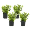 Viburnum Tinus - Set De 4 - Véritable Laurier - Pot 17cm - Hauteur 25-40cm -Vert Jolie Soldes Boutique 64594fc72f2834.02350595
