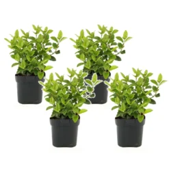 Viburnum Tinus - Set De 4 - Véritable Laurier - Pot 17cm - Hauteur 25-40cm