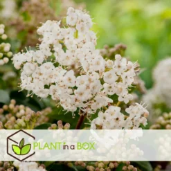 Viburnum Tinus - Set De 4 - Véritable Laurier - Pot 17cm - Hauteur 25-40cm -Vert Jolie Soldes Boutique 64594fc73362b6.46971732