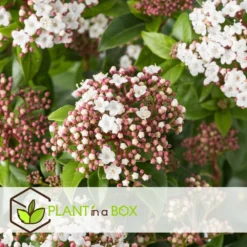 Viburnum Tinus - Set De 4 - Véritable Laurier - Pot 17cm - Hauteur 25-40cm -Vert Jolie Soldes Boutique 64594fc73be811.42083201