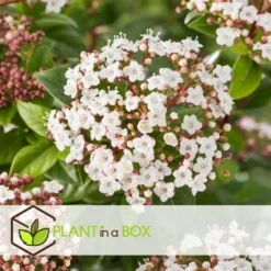 Viburnum Tinus - Set De 4 - Véritable Laurier - Pot 17cm - Hauteur 25-40cm -Vert Jolie Soldes Boutique 64594fc7449982.12702596