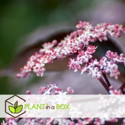 Sambucus Nigra 'black Lace' - Set De 4 - Pot 17cm - Hauteur 25-40cm -Vert Jolie Soldes Boutique 64594fe01c6815.60092599