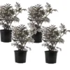 Sambucus Nigra 'black Lace' - Set De 4 - Pot 17cm - Hauteur 25-40cm -Vert Jolie Soldes Boutique 64594fe02fd2c6.05769829