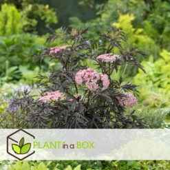 Sambucus Nigra 'black Lace' - Set De 4 - Pot 17cm - Hauteur 25-40cm -Vert Jolie Soldes Boutique 64594fe03806c9.54643939