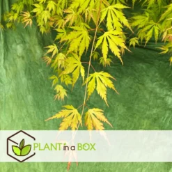 Érable Du Japon 'orange Lace' - érable Du Japon - Pot 19 - Hauteur 60-70cm -Vert Jolie Soldes Boutique 64594fe370eab8.96202355