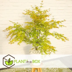 Érable Du Japon 'orange Lace' - érable Du Japon - Pot 19 - Hauteur 60-70cm -Vert Jolie Soldes Boutique 64594fe37d6034.25635926