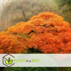 Érable Du Japon 'orange Lace' - érable Du Japon - Pot 19 - Hauteur 60-70cm -Vert Jolie Soldes Boutique 64594fe398ecf4.82427058