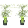 Acer Palmatum 'emerald Lace' - Set De 2 - Erable - Pot 19cm - Hauteur 60-70cm -Vert Jolie Soldes Boutique 64594fe769cf97.43356321