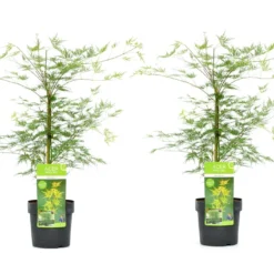 Acer Palmatum 'emerald Lace' - Set De 2 - Erable - Pot 19cm - Hauteur 60-70cm