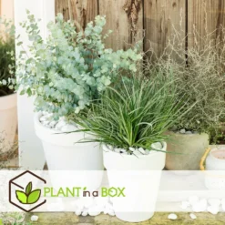 Fascicularia - Set De 2 - Feuilles Bleu-gris - Pot 13cm - Hauteur 20-30cm -Vert Jolie Soldes Boutique 64594ff3527889.00738581