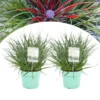 Fascicularia - Set De 2 - Feuilles Bleu-gris - Pot 13cm - Hauteur 20-30cm -Vert Jolie Soldes Boutique 64594ff357ca15.61285521