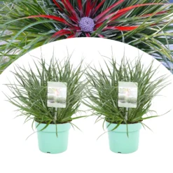 Fascicularia - Set De 2 - Feuilles Bleu-gris - Pot 13cm - Hauteur 20-30cm
