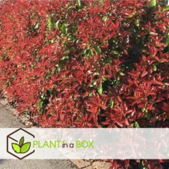 Photinia Fraseri Red Robin - Set De 6 - Pot 17cm - Hauteur 30-40cm -Vert Jolie Soldes Boutique 6459500a3f3082.23305329