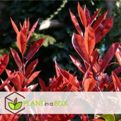 Photinia Fraseri Red Robin - Set De 6 - Pot 17cm - Hauteur 30-40cm -Vert Jolie Soldes Boutique 6459500a44a9d6.48307489