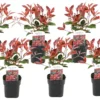 Photinia Fraseri Red Robin - Set De 6 - Pot 17cm - Hauteur 30-40cm 1 Photinia Fraseri Red Robin - Set De 6 - Pot 17cm - Hauteur 30-40cm -Vert Jolie Soldes Boutique 6459500a50c0f9.11365807