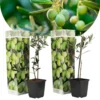 Olea Europaea - Oliviers - Pot 9cm - Hauteur 25-40cm -Vert Jolie Soldes Boutique 64595012149db9.80517498