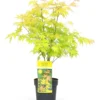 Acer 'orange Dream' - érable Du Japon - Pot 19cm - Hauteur 60-70cm -Vert Jolie Soldes Boutique 64595143741835.06242436