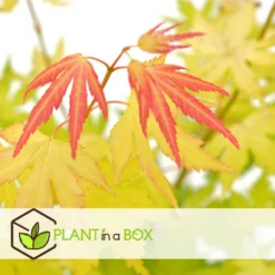 Acer 'orange Dream' - érable Du Japon - Pot 19cm - Hauteur 60-70cm -Vert Jolie Soldes Boutique 645951437f66a4.50317666