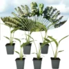 Ravenala Madagascariensis - Set De 6 - Palmier - Pot 9cm - Hauteur 25-40cm -Vert Jolie Soldes Boutique 6459514a45efd0.12016105