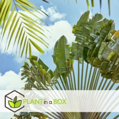 Ravenala Madagascariensis - Set De 6 - Palmier - Pot 9cm - Hauteur 25-40cm -Vert Jolie Soldes Boutique 6459514a4d3af4.73981020