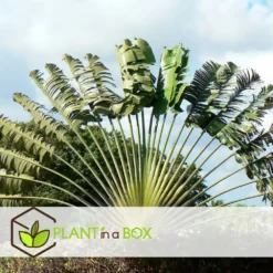 Ravenala Madagascariensis - Set De 6 - Palmier - Pot 9cm - Hauteur 25-40cm -Vert Jolie Soldes Boutique 6459514a528798.06132902