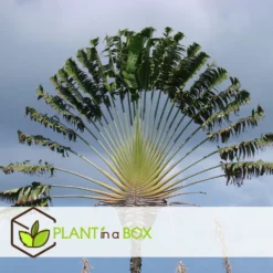 Ravenala Madagascariensis - Set De 6 - Palmier - Pot 9cm - Hauteur 25-40cm -Vert Jolie Soldes Boutique 6459514a638d88.90406025