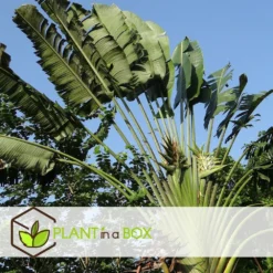 Ravenala Madagascariensis - Set De 3 - Palmier - Pot 9cm - Hauteur 25-40cm -Vert Jolie Soldes Boutique 6459515dbfa1c9.26075985