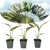 Ravenala Madagascariensis - Set De 3 - Palmier - Pot 9cm - Hauteur 25-40cm -Vert Jolie Soldes Boutique 6459515dce3cb1.23521602