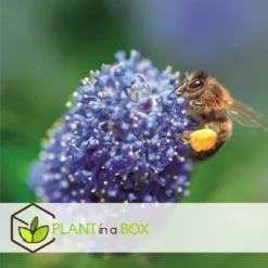 Ceanothus Thyrsiflorus Repens - Arbuste - Pot 17cm - Hauteur 60-70cm -Vert Jolie Soldes Boutique 64595167209750.66688397