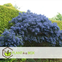 Ceanothus Thyrsiflorus Repens - Arbuste - Pot 17cm - Hauteur 60-70cm -Vert Jolie Soldes Boutique 64595167264cf5.38010472