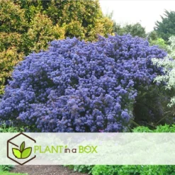 Ceanothus Thyrsiflorus Repens - Arbuste - Pot 17cm - Hauteur 60-70cm -Vert Jolie Soldes Boutique 645951672cefe8.07334428