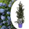 Ceanothus Thyrsiflorus Repens - Arbuste - Pot 17cm - Hauteur 60-70cm -Vert Jolie Soldes Boutique 645951673467f8.43089093