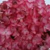 Hortensia 'salsa ?' - 5l -Vert Jolie Soldes Boutique 645b8f35b8cba7.68168772