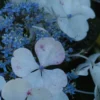 Hortensia 'lanarth White' - 3l -Vert Jolie Soldes Boutique 645b8f3bdd26b4.03931384