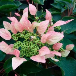 Schizophragma Hydrangeoides 'roseum' - Schizophragma Hydrangeoides 3l -Vert Jolie Soldes Boutique 645d6487257c62.48362982
